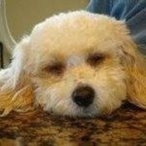 Meet your Posher, Martin